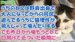 【猫のいい話】うちのねこは野良出身で大人になってからの同居。遊んでるうちに猫理性が飛んじゃって噛んだりする。でも昨日から噛もうとして口開けて近づいた瞬間に…