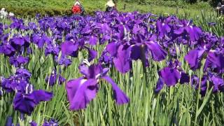 横須賀しょうぶ園の花菖蒲（ハナショウブ）