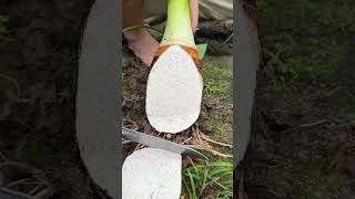 Giant taro root harvesting, It’s the season to eat Lipu taro again