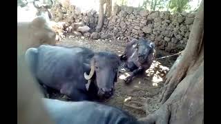 kalimbhda gir krupal orgenik farm kalimbhda Malia hatina(1)