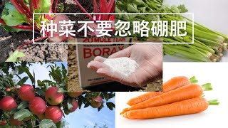 【种菜小知识】种菜不要忽略硼肥 缺少了影响产量