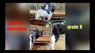 STOK TERBARU KELAS MENENGAH, BANTU KIRIM KAMBING SAMPAI BARU BAYAR