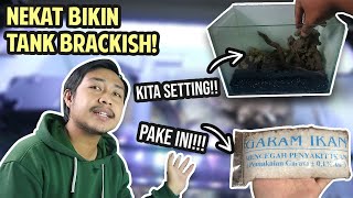 NEKAT NYOBAIN SETTING TANK UNTUK IKAN BRACKISH!