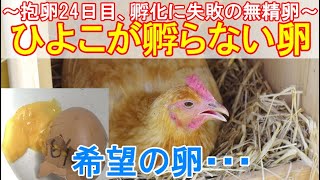 ヒヨコが孵らない卵～抱卵24日目に孵化失敗の無精卵、子育てを頑張る鶏母さん～