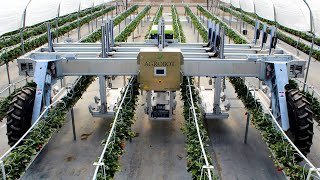 This amazing Robotic Harvesters Gently harvest strawberries , Making strawberry harvesting a breeze