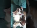 Adorable Cats Make You LOL! Hilarious TikTok Compilation (Shorts Edition) 😹