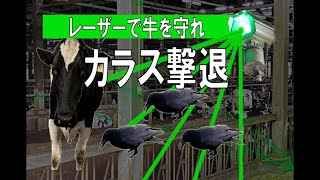 緑色レーザーでカラス撃退　牛のストレス軽減も　島根のメーカー開発