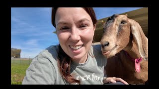 GOAT MINERAL BUFFET. No more guessing what they need.