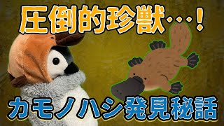 世界三大珍獣を凌ぐヤバさ！カモノハシ発見の歴史【ゆっくり解説】