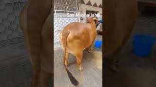 Big Sahiwal Bull 😱😱 #cattlepoint #cow #cattlefarm #trending #trendingshort #youtubeshorts