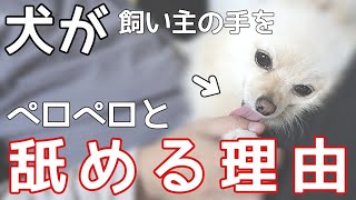 実はダメな事？愛犬がアナタの手をぺろぺろ舐める時の心理【犬の仕草】