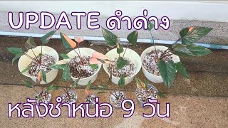 บุษ EP.58 Update หลังแยกชำจันทน์ดำด่างชมพู 9 วัน จะรอดไหมมาช่วยกันลุ้นค่ะ