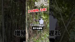 竹林に増殖した植物が厄介すぎる！？#shorts #古民家再生 #リノーベーション #竹林整備