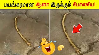 பயங்கரமான ஆளா இருக்கும் போலயே!  | Facts in Tamil_Facts in Minutes_Minutes Mystery_Info Bytes #Shorts