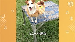 【救災可以很科技】小小搜救犬 救難大英雄