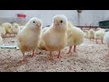 understanding chicken behavior and body language the basics