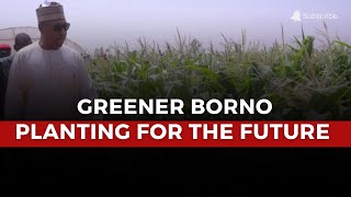 Borno's Fight Against Climate Change: Tree Planting Initiative