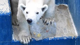 バリーバ（しろくまピースの母親）に氷のおやつをプレゼント♪とべ動物園