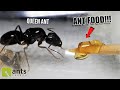 Giving A New  Hungry Ant Colony It's First Meal Ever (heart-warming Reaction)