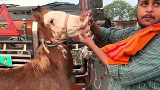 Raj Bhai Ke Pass Hai sabse Saste Ghode 🐎||Yeola Dasra Market 😍