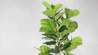 NORA I Fiddle Leaf I 6' I Artificial Potted Plant