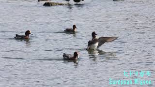 オナガガモ、ヒドリガモ、コガモ、オオバン