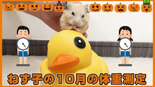 飼っているハムスター10月の体重測定～JAPAN HAMSTER