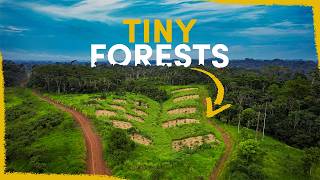 Why we are planting tiny forests in the jungle