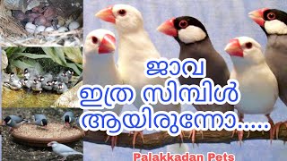 Java birds  ഇത്ര സിമ്പിൾ ആയിരുന്നോ... malayalam, Palakkadan Pets