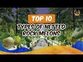 Top 10 Types of Netted Rock Melons to Grow in 2025 | Soon Huat Seeds