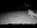 03 26 24  1:34am  A deer eating in the front field.