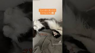 触るとお腹を見せてくる猫【もも】 #猫 #cat #ねこのいる暮らし