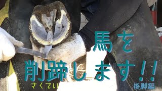 ☆馬の爪切り☆　馬を削蹄します‼【後脚編】