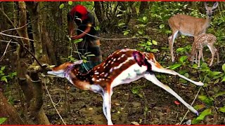 সুন্দরবনে ফাঁদ পেতে হরিণ শিকার | Deer in Sundarban ।  Deer Hunting