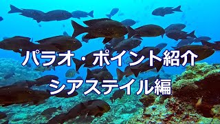 パラオのダイビングポイント紹介_ シアステイル編