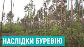 Негода на Рівненщині: як буревій поламав ліси