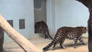 福山市立動物園のアムールヒョウ 　 ピン＆カラン＆コロン