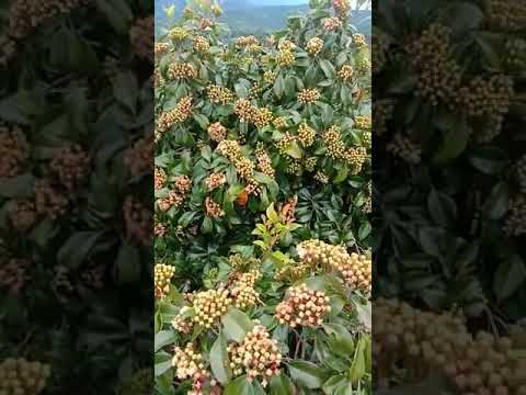 Cengkih Berbuah Lebat Setelah Pakai Pupuk Organik Eco Farming Dari Pt