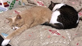 絶えず寄り添う♀猫こむぎ＆♂猫だいず【猫日記こむぎ＆だいず】2018 11 24