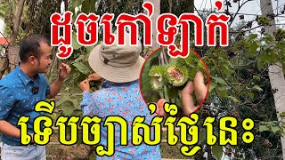 ដូចផ្លែកៅឡាក់ ទើបស្គាល់ច្បាស់ថ្ងៃនេះ ចងចង្កោមល្អណាស់