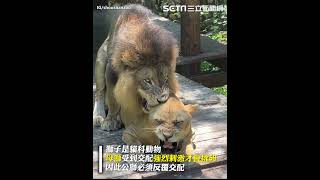 野外高清無碼！直擊母獅發情激戰公獅 1天激戰高達40次  壽山動物園限定｜三立新聞網 SETN.com