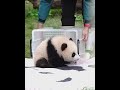 可愛奇三妹 熊貓 panda cute 大熊猫