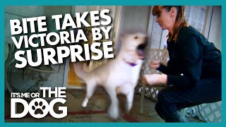 Surprise Attack During Training Shocks Victoria | It's Me or the Dog