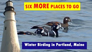 Six MORE places to go winter birding in Portland, Maine