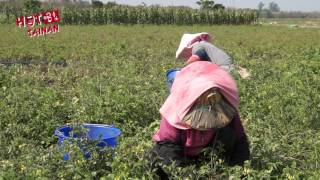 2017《哈 臺南》第一集：鹽地小番茄 CC字幕版 │《Hot Tainan》EP1. Cherry Tomatoes in Saline Soils