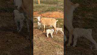 New set of Kiko triplets! Baby goats are cute #hiphop #goat #farm 🐐🐐