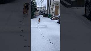 ちょっこっとだけ外を偵察したビーグル犬#いぬ#雪