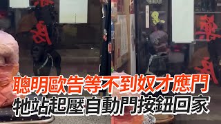 等不到奴才開門！聰明歐告站起壓自動門按鈕回家｜寵物動物｜黑狗｜萌寵｜精選影片