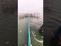 বাগদা চিংড়ি ধরার ফাঁদ। fish fishcatching shorts মাছধরারভিডিও