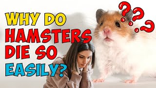 Why Do Hamsters Die So Easily?